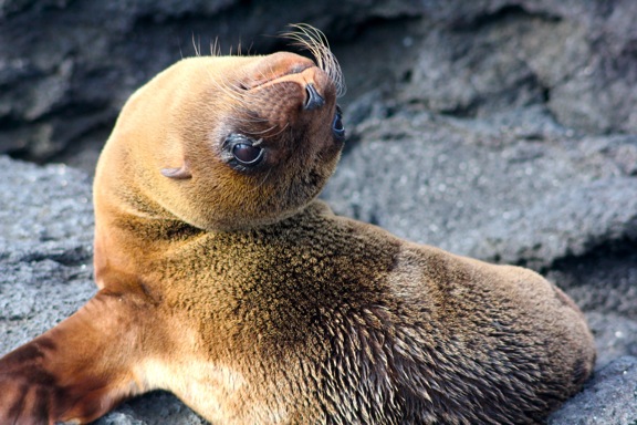 galapagos sea lion pup GALAPAGOS ISLANDS DAY 2  Photo Gallery
